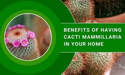 Benefits of Having Cacti Mammillaria in Your Home