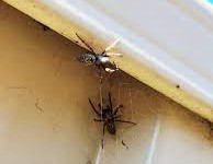 Effective Solutions for Protecting Your Property in Mulgrave