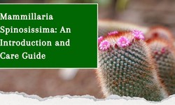 Mammillaria Spinosissima: An Introduction and Care Guide