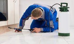 The Ultimate Guide to Keeping Pests at Bay: Exploring Pest Control Services in Burnley