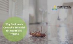 Why Cockroach Control is Essential for Health and Hygiene in Rockingham