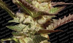 The Magic of Autoflowering Cannabis Seeds