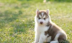 "Choosing a Reputable Pomsky Breeder: Key Factors to Look for on Their Website"