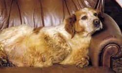 All-Inclusive Guide: Managing Digestive Disorders in Your Dog