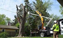 Understanding the Timelines of Tree Removal: Factors Influencing the Duration of the Process