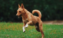 Understanding and Utilizing a Dog Calorie Calculator for Optimal Canine Health