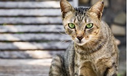 Combating Fleas: An All-Inclusive Manual for Treating Fleas in Cats