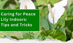 Caring for Pеacе Lily Indoors: Tips and Tricks