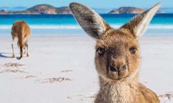 Pouch Perfection: National Kangaroo Awareness Day