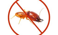 Understanding The Threat OF Termites And The Importance OF Pest Control