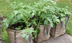 Growing Tomatoes In Grow Bags – A Complete Manual
