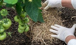 Know Best Mulch for Tomato Plants and Its Surprising Benefits