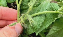 Should You Pinch Off Tomato Flowers? A Guide to Maximizing Your Tomato Harvest