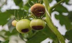 Why Green Tomatoes Rot on the Vine? Information Commonplace Causes
