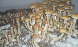 Where do Texas Orange Cap Mushrooms grow?