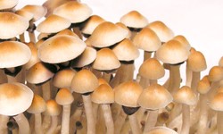 The Nutritional Value of the Mexican Dutch King Mushroom