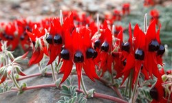 Stunning Native Australian Plants for Your Garden Makeover
