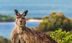 Marsupial Marvels: Discovering National Kangaroo Awareness Day