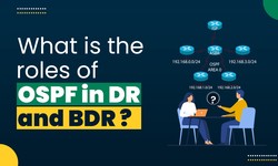 What is the role of OSPF in DR and BDR?