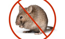 Common Signs of Rodent Infestation and How to Identify Them