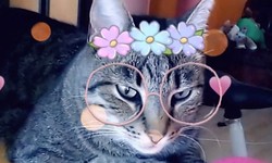 Snapchat Now Offers Photo Filters for Your Cat