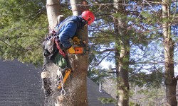 Northern Beaches Tree Removal To Help You In Eradication Of Dead Foliage
