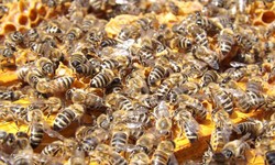 Bee Exterminator – How To Identify & Get Rid Of Bees