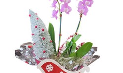 Benefits of Gifting Orchid Arrangements to Your Loved Ones