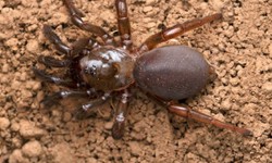 Spin No More: Unveiling Perth's Premier Spider Defense