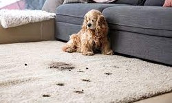 Carpet Health and Happiness: Balancing Pet Ownership with Clean Carpets