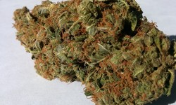 The Aroma and Flavor of Juicy Fruit Strain Cannabis