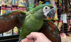 Crafting a Balanced Diet for Your Black-Headed Caique: A Recipe for Optimal Health