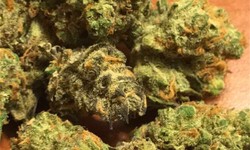 Benefits of Juicy Fruit Strain Cannabis