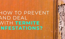 How to Prevent and Deal With Termite Infestations?