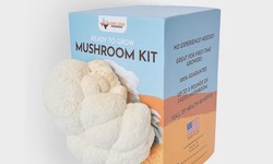 A Comprehensive Guide to Lion's Mane Mushroom Grow Kits