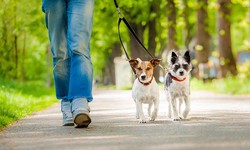Unleashing Happiness: Dog Walker and Pet Sitter Service in Derby  by Nose2Tail