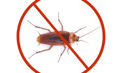 Hiring A Reliable Cockroach Pest Control Service: What To Look For