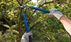 Follow The Safety Methods of Tree Cutting