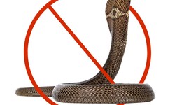 Effective Snake Control Services: Keeping Your Home Safe And Serpent-Free