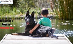 Purchasing a Personal Protection Dogs