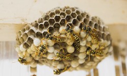 Safely Removing a Bee's Nest: A Step-by-Step Guide