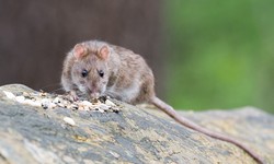 Effective Rodent Control in Ottawa: Safeguarding Your Home and Health