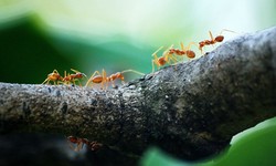 Mastering Ant Control – A Comprehensive Guide to Dealing With Ants