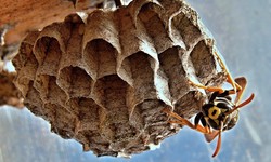 Effective Wasp Nest Removal in Navan: Trust QPCOttawa for Swift and Safe Solutions