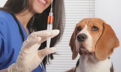 Dog Vaccinations Los Angeles: What Vaccines Do Dogs Need?