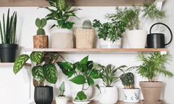 Indoor Plant Bliss: Arrowhead Varieties for Your New Home's Interior