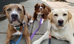 Wagging Tails Unleashed: Exploring the Best Dog Group Walks and Professional Dog Walkers in Charlestown, MA