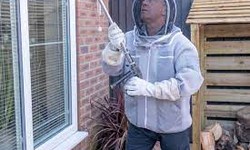 Safe and Effective Wasps Control Solutions in Harrogate