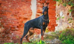 Doberman Puppy Training: Basic Commands, Obedience, and Behavioral Tips
