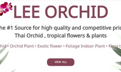 Local Nurseries Vs Online Orchid Stores: Who Can Help You Better?